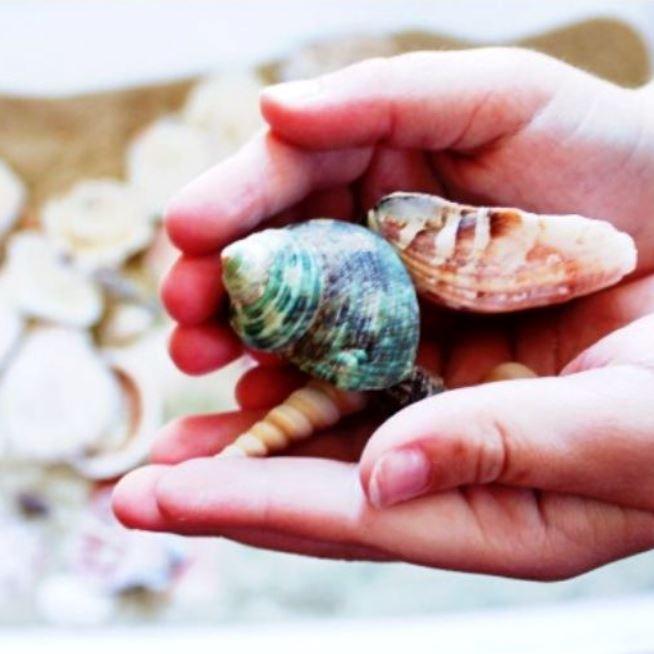 Seashells Sensory Bin - 