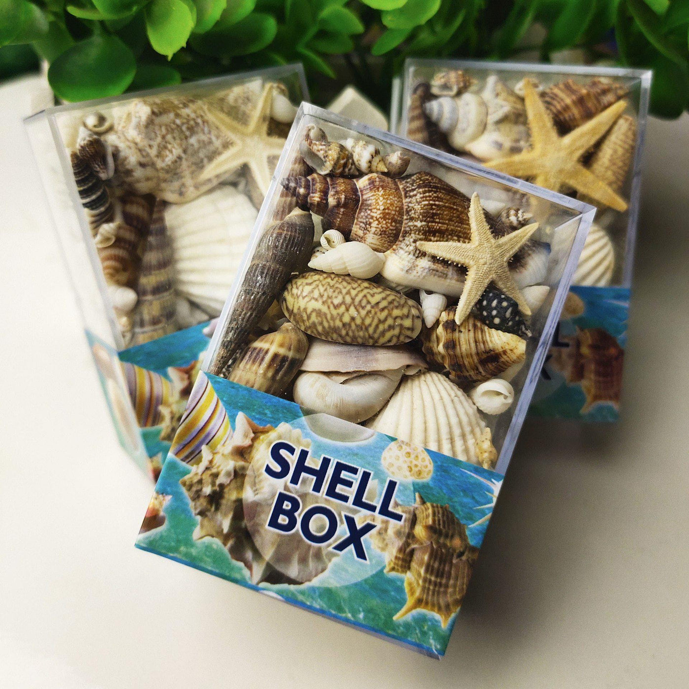 Shell Box (50g) - 
